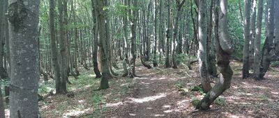 Berdo ↔ Hyrlata [Zielony szlak w masywie Hyrlaty, jeden z leśnych odcinków]