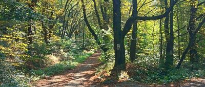 Lubiechów, las