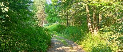Lubiechów, las