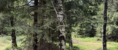 Odejście ścieżki na Rudnik ↔ Rudnik, punkt widokowy