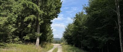 Odejście ścieżki na Rudnik ↔ Rozdroże pod Bobrzakiem