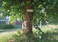 Tama Brodzka ↔ Brodnica, ul. Świerkowa