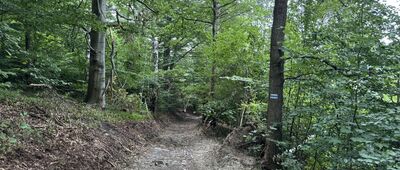 Skrzyżowanie pod Okolem ↔ Czarcia Ambona, rozejście szlaków