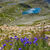 Dzwonek Alpejski przy niebieskim szlaku na Wyżnią Przełęcz Koprową