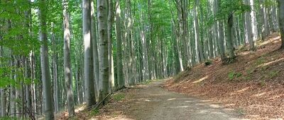 Przełęcz Jaworowa Polana ↔ Kroacka Studzienka