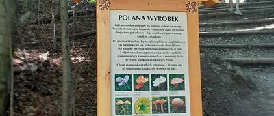 Polana Wyrobek [Polana Wyrobek]