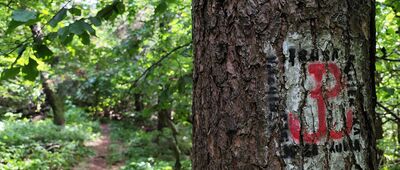 Wisłoczek, pod Kiczerką ↔ Góra Polańska [Oznakowanie Beskidzkiej Trasy Kurierskiej „Jaga–Kora”]