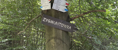 Rozwidlenie nad Zygmuntówką
