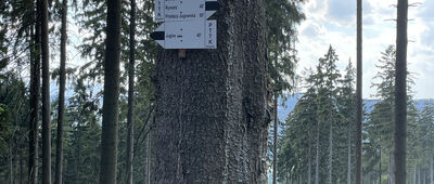 Rozwidlenie pod Zimną Polanką, zachód