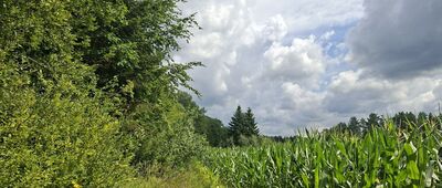 Pracówka ↔ Bosaczka