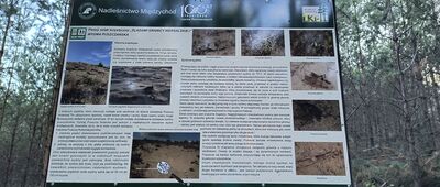 Rozejście szlaków ↔ Piłka [szlak pętla czerwona "śladami granicy wersalskiej" (tablica 4)]