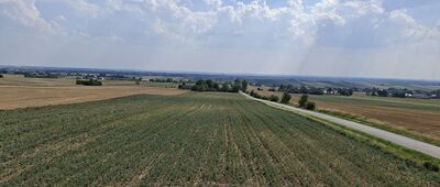Kornelówka