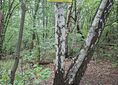 Rozejście szlaków ↔ Rozejście szlaków