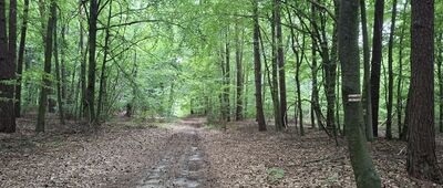 Rozejście szlaków ↔ Rozejście szlaków