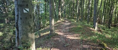 Koziniec