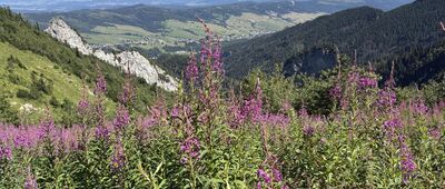 Široké sedlo ↔ Poľana pod Hlasnou skalou