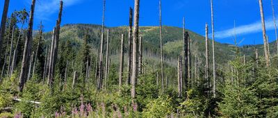 Dolina Kościeliska, szlak do Mylnej Jaskini ↔ Tomanowa Dolina [Tatry Zachodnie - Dolina Kościeliska: Suchy Wierch Ornaczański(?)]