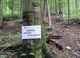 Kozie Żebro ↔ Regietów, szlak czerwony