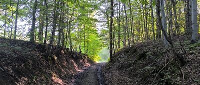 Bacówka PTTK w Bartnem ↔ Przełęcz Majdan