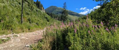 Starorobociańska Dolina ↔ Polana Iwanówka [Tatry Zachodnie - Dolina Starorobociańska]