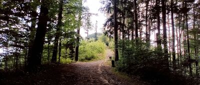 Krzywónek