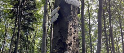 Jaroszowicka Góra [Początek szlaku ale brakuje drogowskazu]
