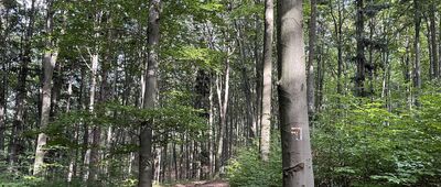 Pod Jaroszowicką Górą [Zniszczone znaki]
