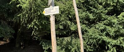 Dřevařská cesta