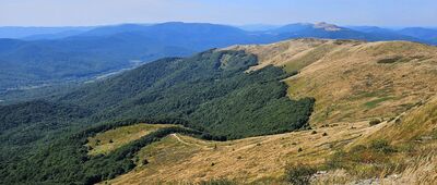 Tarnica