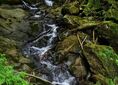 Zatwarnica, chata bojkowska ↔ Rozejście ścieżki przyrodniczej