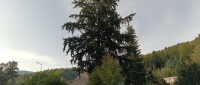 Szczyrk, ul. Wrzosowa