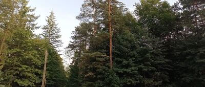 Szczyrk, Biła