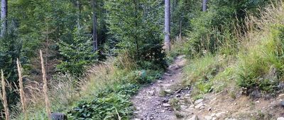 Sopotnia Wielka, Kolonia ↔ Schronisko PTTK Na Rysiance