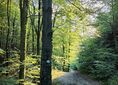 Wiśniowa, rozejście szlaków ↔ Księża Góra