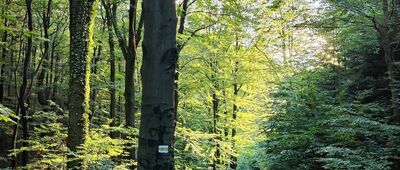 Wiśniowa, rozejście szlaków ↔ Księża Góra