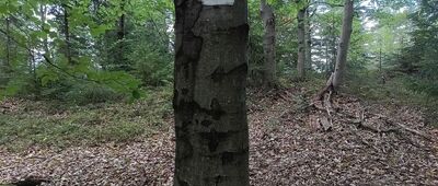 Kucówki