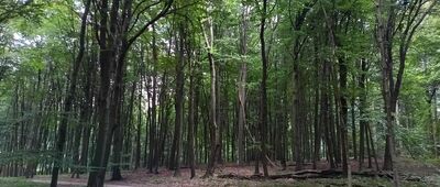 Rozejście szlaków ↔ Rezerwat Boże Oko