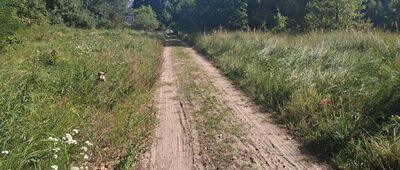 Tama Brodzka ↔ Brodnica, ul. Świerkowa