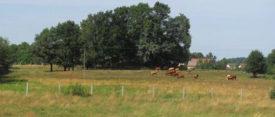 Mierzwin [Średniowieczny gródek stożkowaty w Mierzwinie]