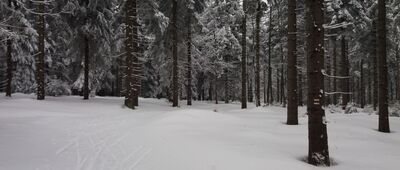 Pod Jelenią Kopą, Rezerwat Nowa Morawa ↔ Kunčická hora [odejście czerwonego szlaku z pogranicza]