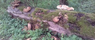 Poręba Wielka, Krokus ↔ Park Dolny