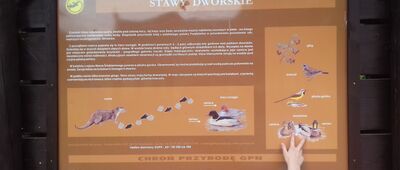 Park Dolny ↔ Park dworski Wodzickich