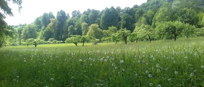 Poręba Wielka, Krokus ↔ Park Dolny