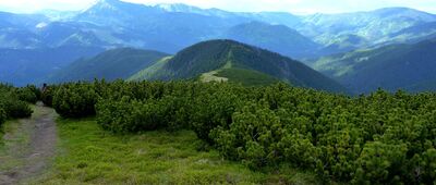 Magurka ↔ Nad sedlom Ďurkovej [Zejście szlakiem zielonym, z grani w kierunku osady MAGURKA]