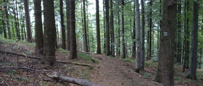 Javorový, turistická chata ↔ Malý Javorový, sedlo