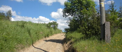Kręcichłosty