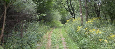 Teodorówka, Łazy ↔ Hyczki