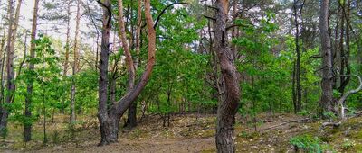 Uroczysko Łuże ↔ Michałówka [żółty szlak Michałówka-Łuże]