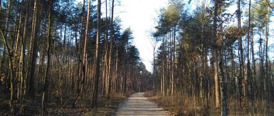 Skrzyżowanie ze ścieżką dydaktyczną ↔ Izabelin B, granica parku narodowego [niebieski szlak Laski - Lipków]