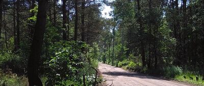 Truskaw, granica parku narodowego ↔ Pociecha [niebieski szlak Truskaw - Pociecha]